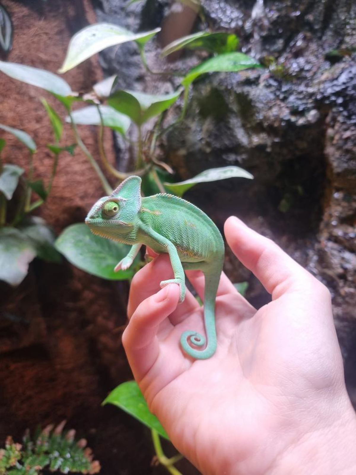 Yemen Chameleon
