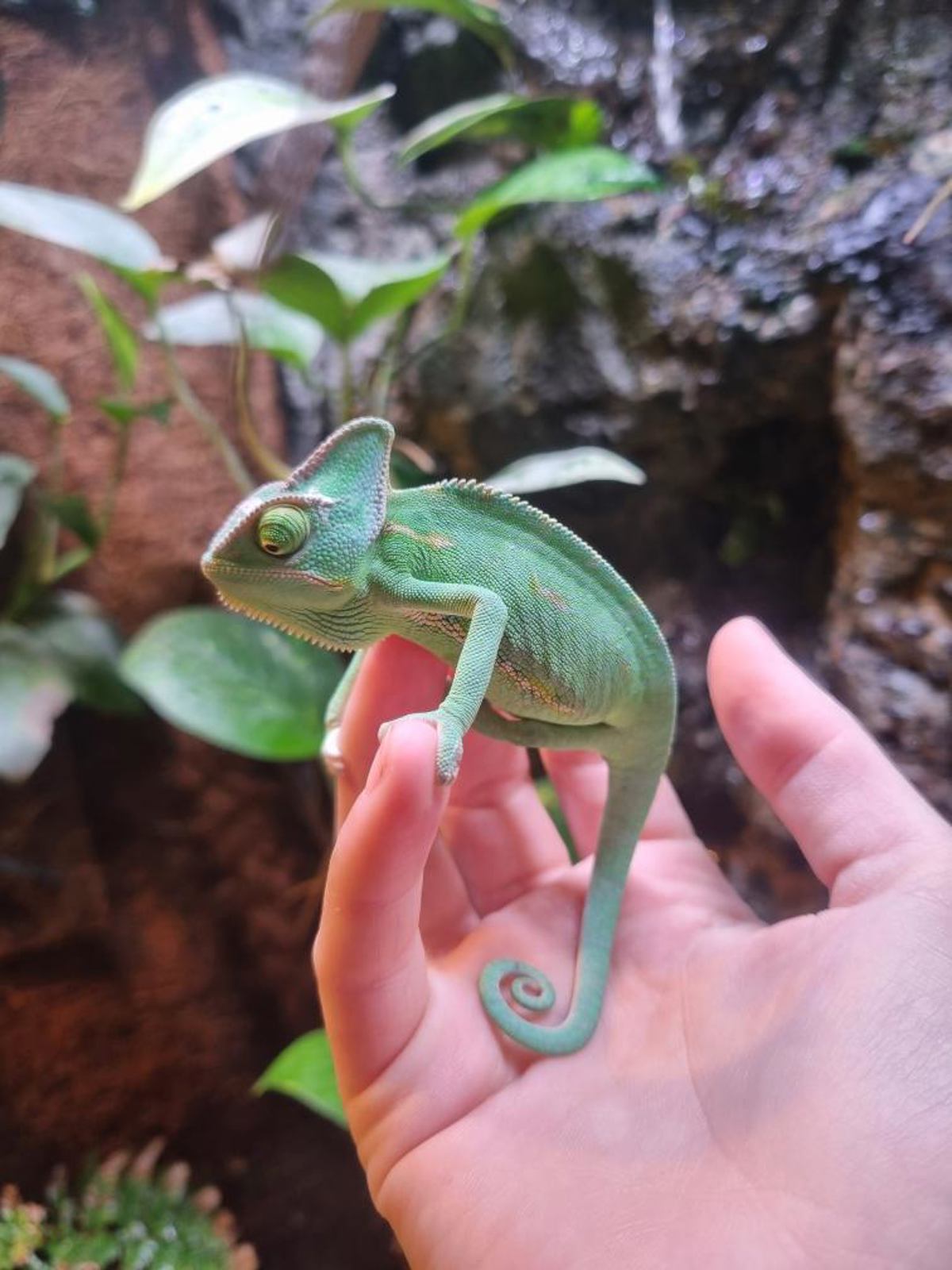 Yemen Chameleon