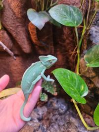 Yemen Chameleon