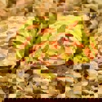 Horned Frog