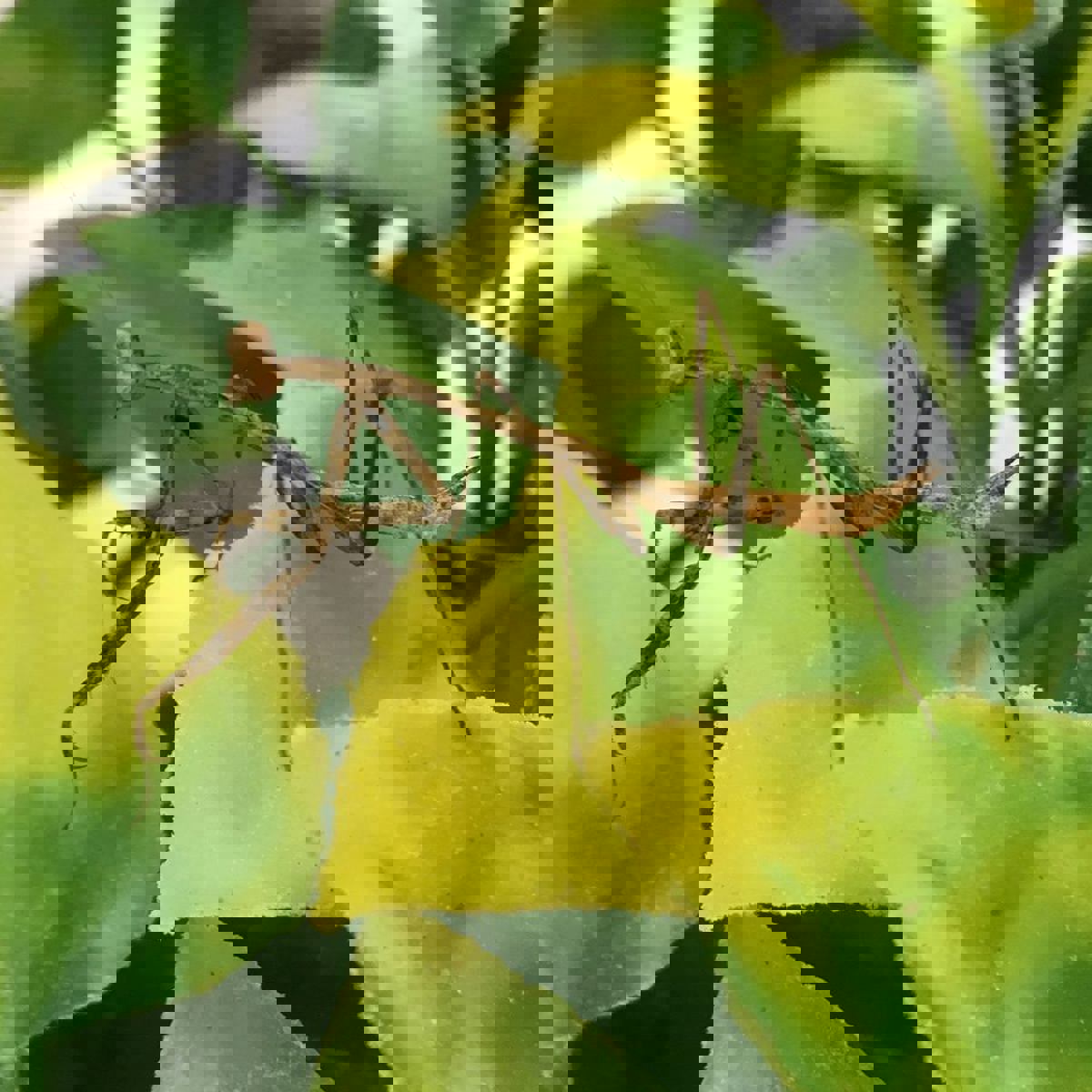 Peacock Mantis
