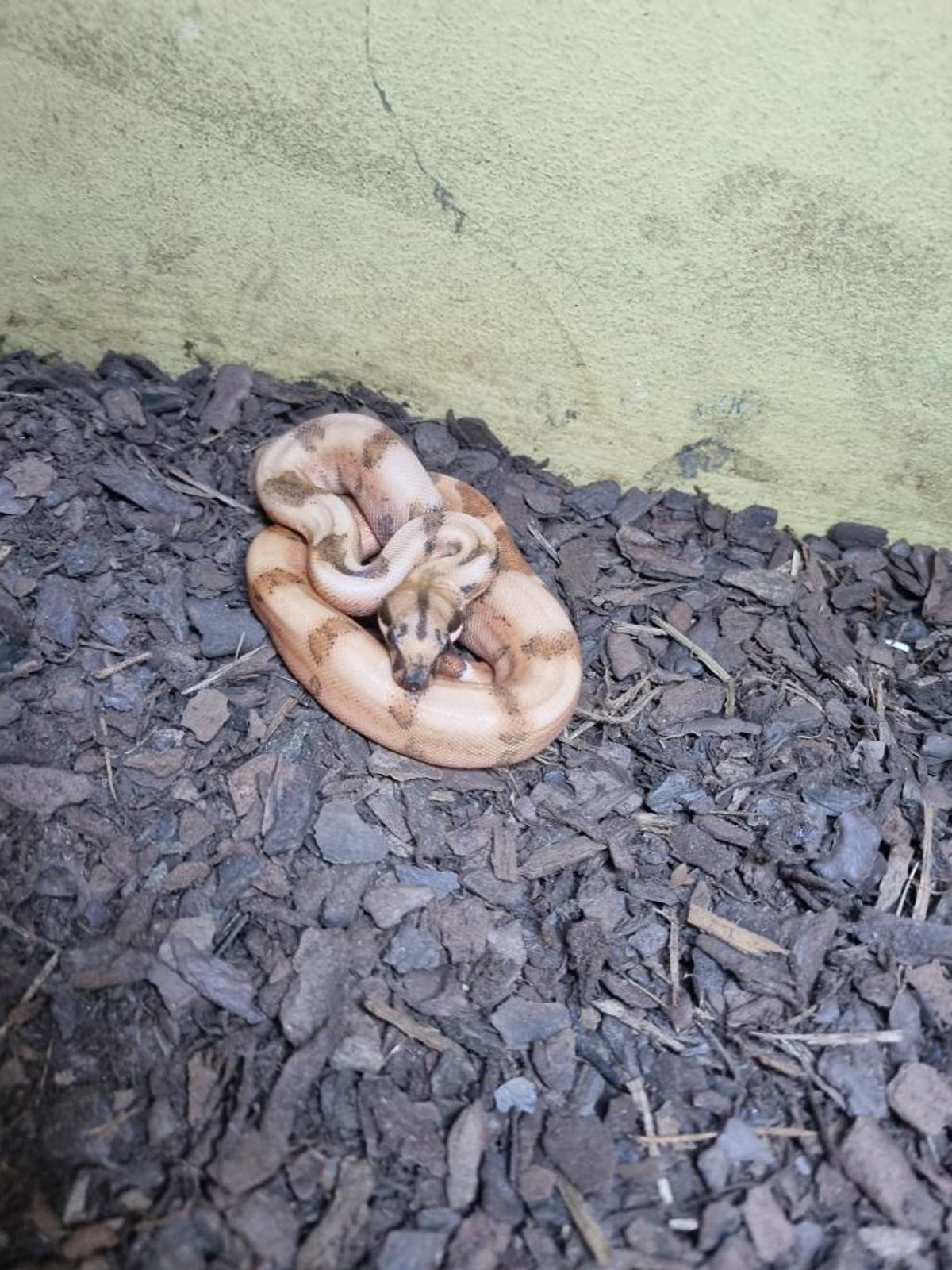 Boa constrictor