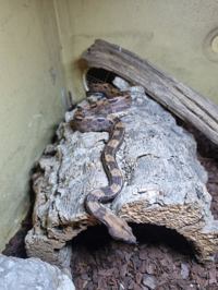Boa constrictor