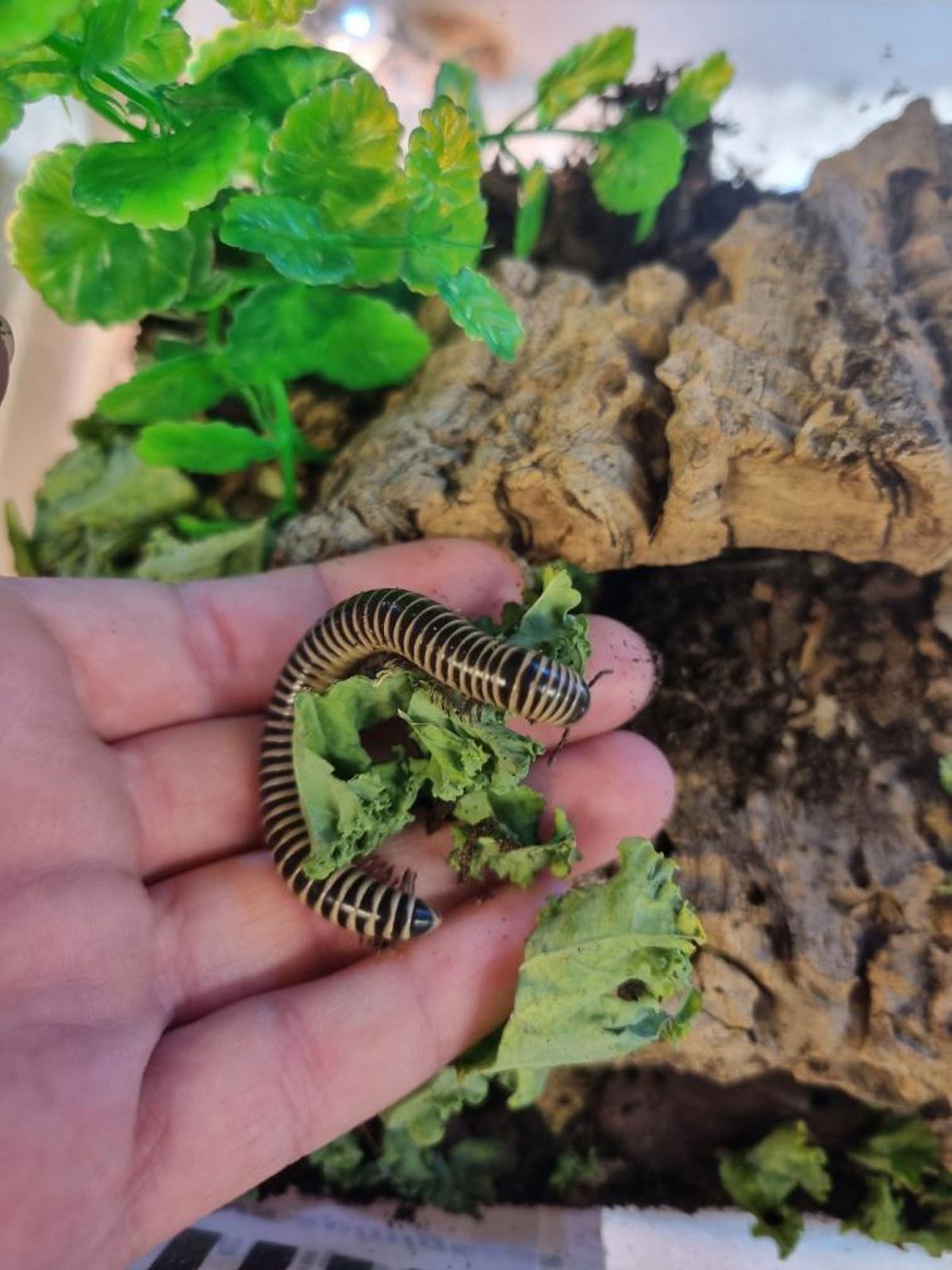 Ivory Millipede