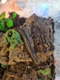 Ivory Millipede