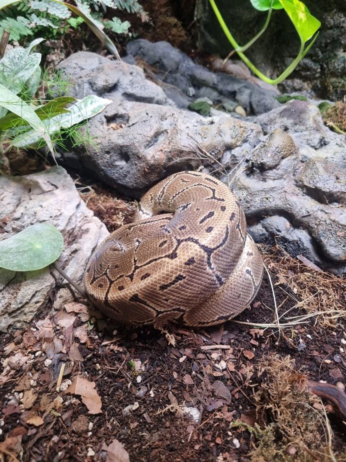 Royal Python