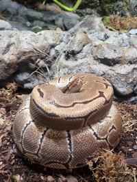 Royal Python