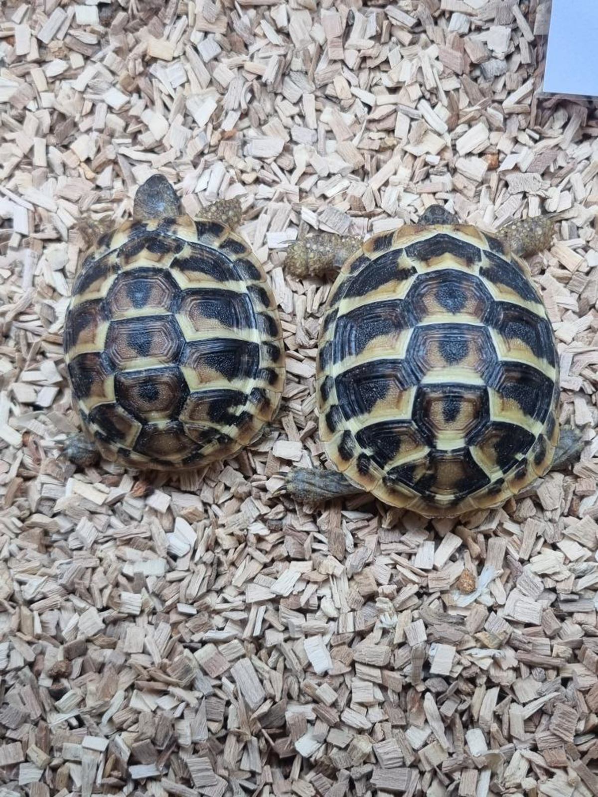 Hermann's Tortoise