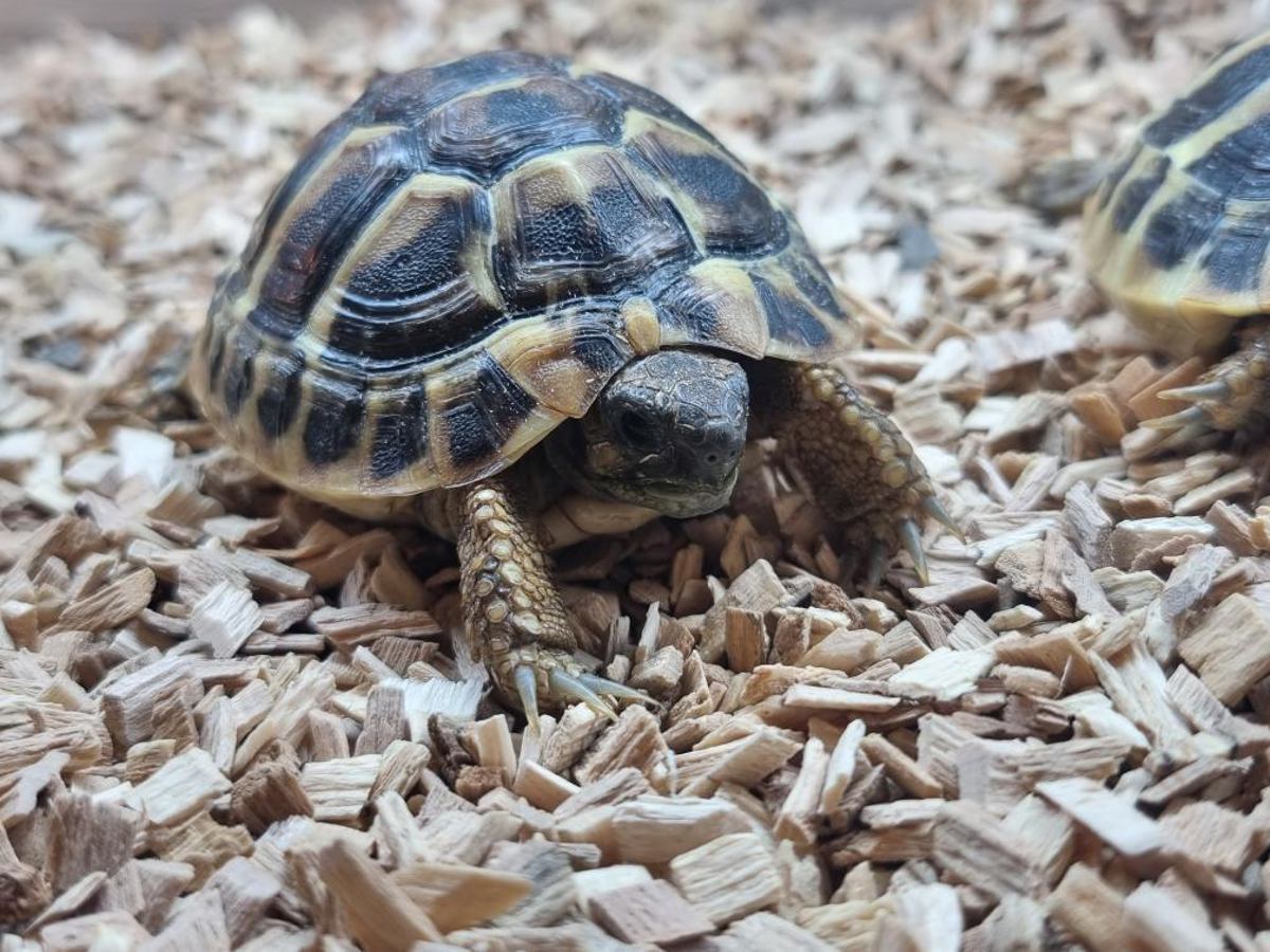 Hermann's Tortoise