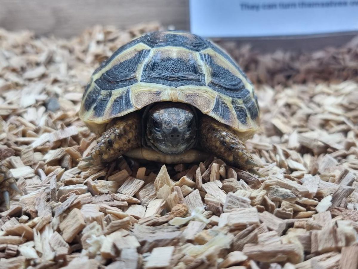 Hermann's Tortoise