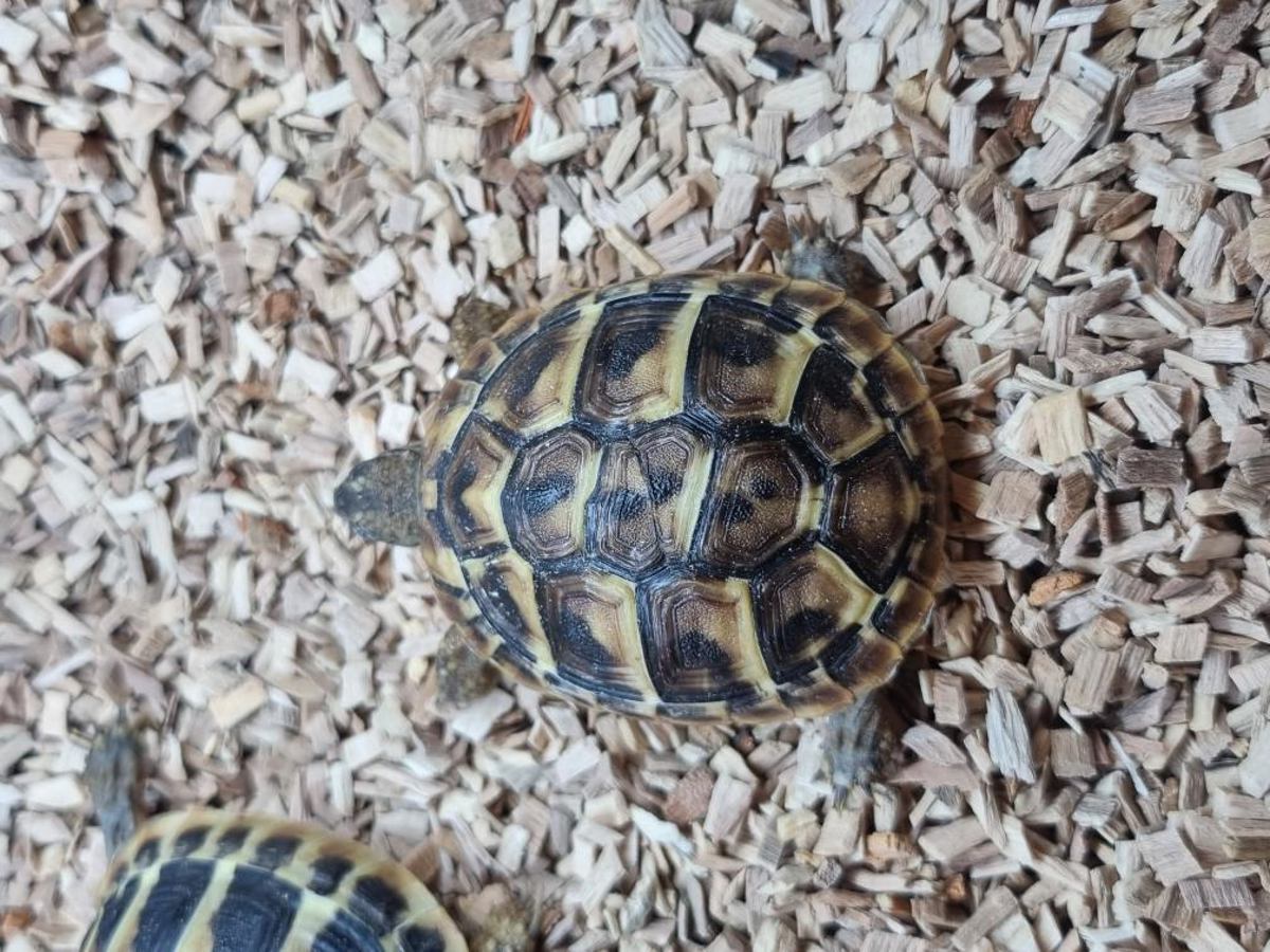 Hermann's Tortoise