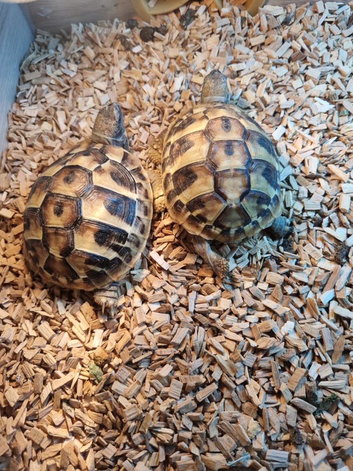 Hermann's Tortoise