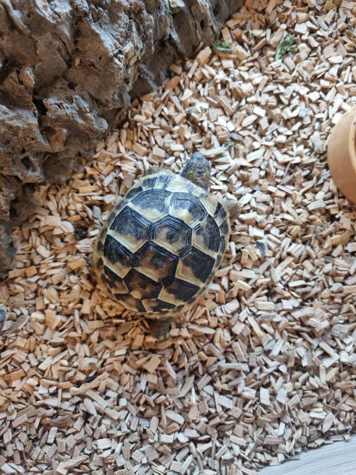 Hermann's Tortoise