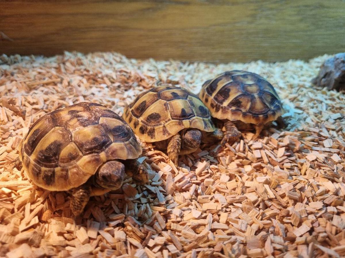 Hermann's Tortoise