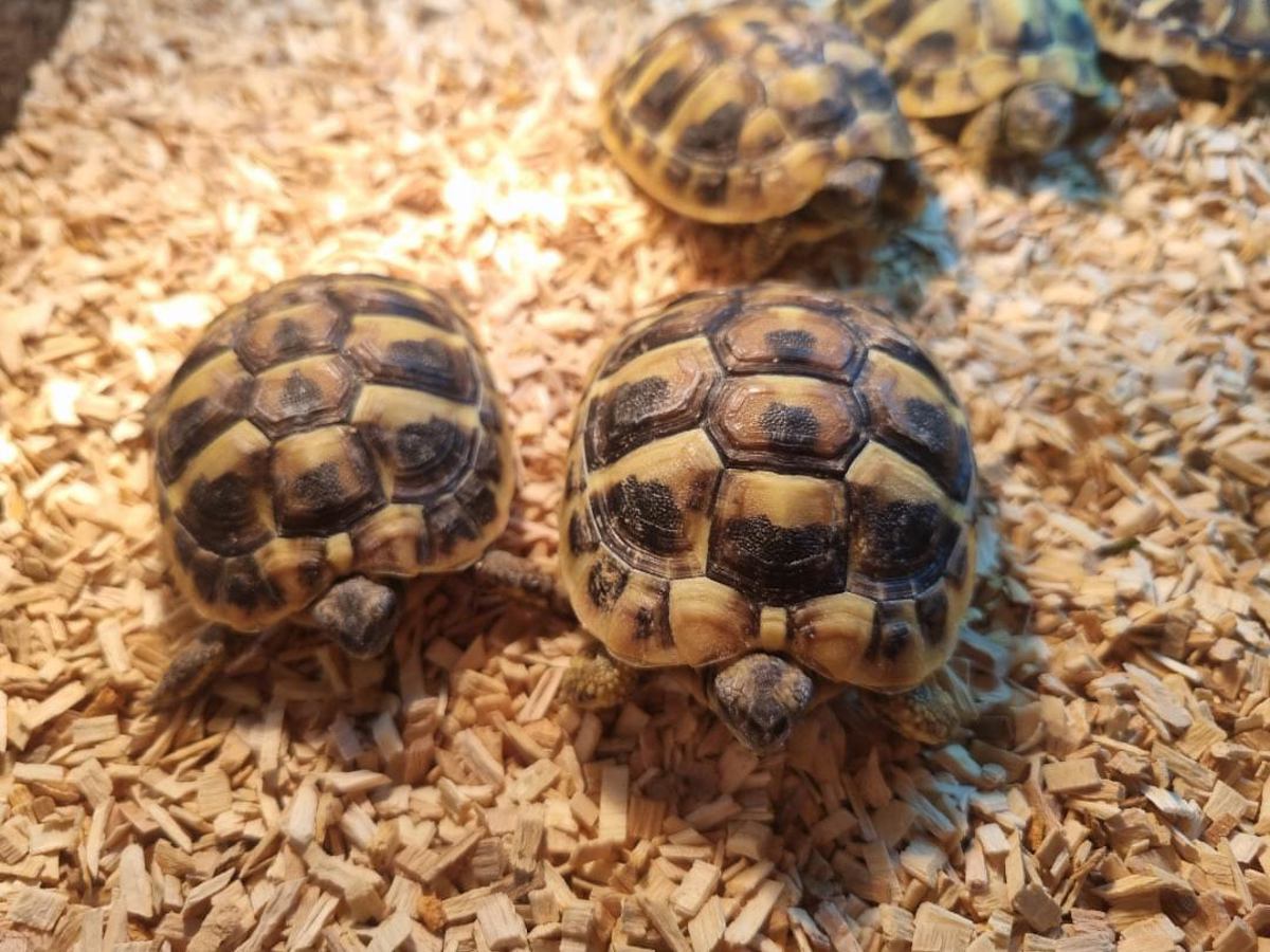 Hermann's Tortoise