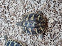 Hermann's Tortoise