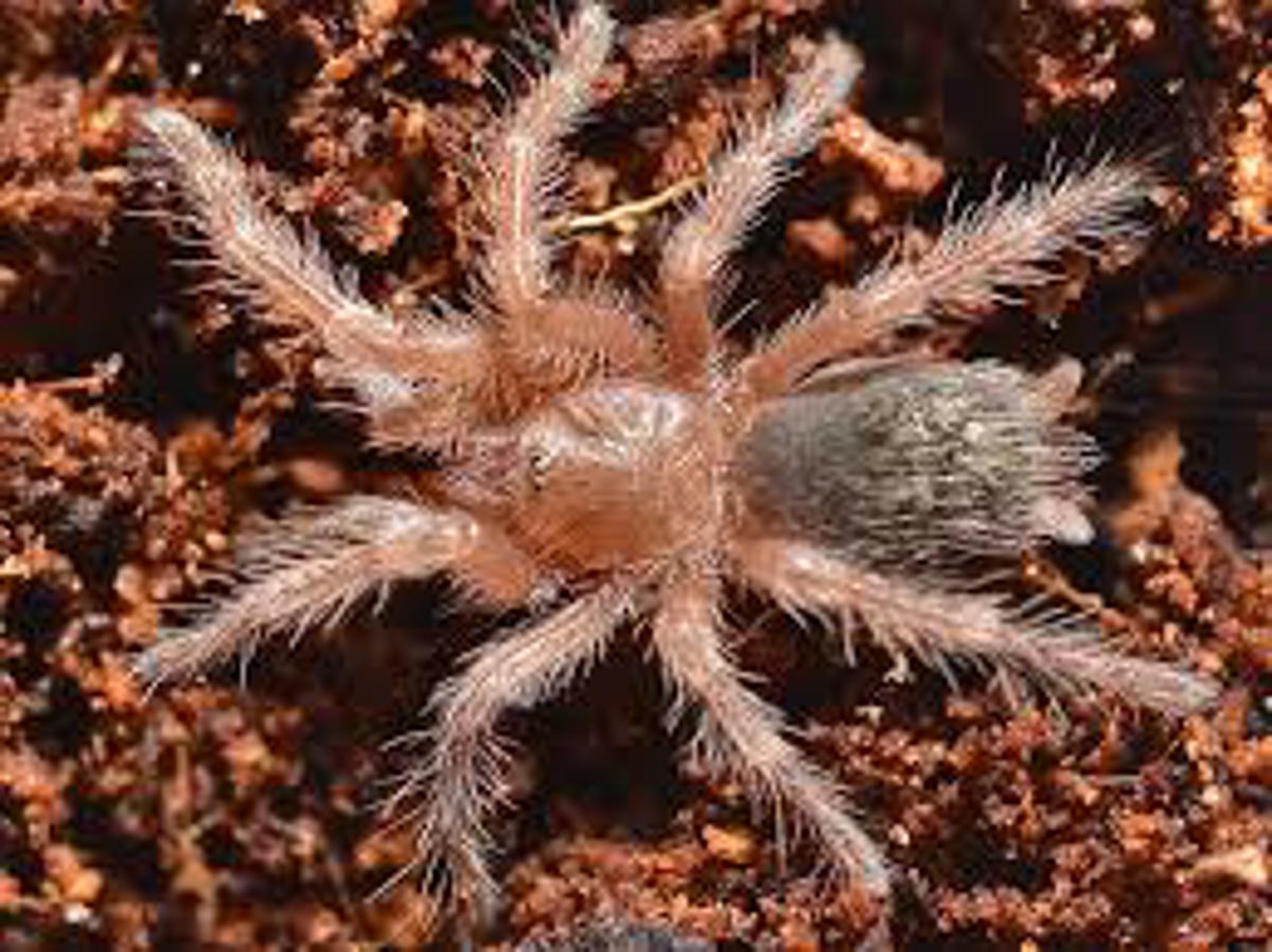 Chile Rose Tarantula