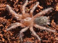Chile Rose Tarantula