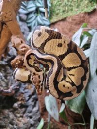 Royal python
