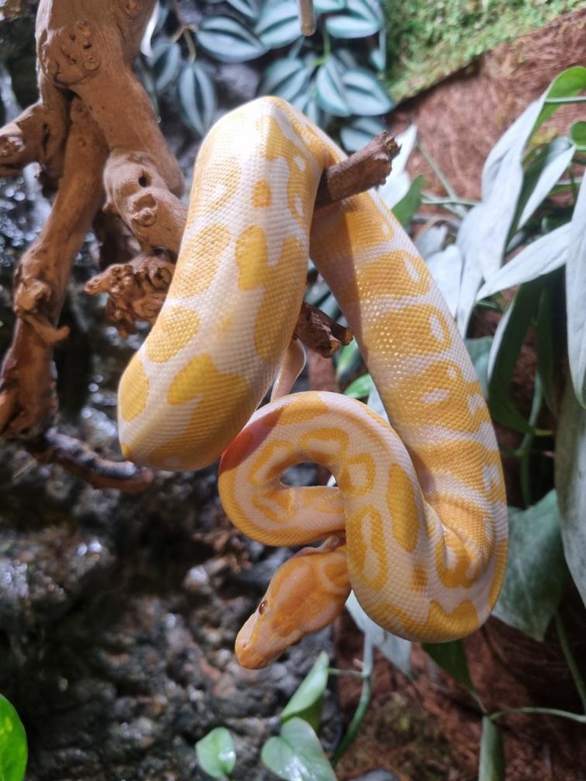 Royal Python