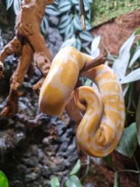 Royal Python