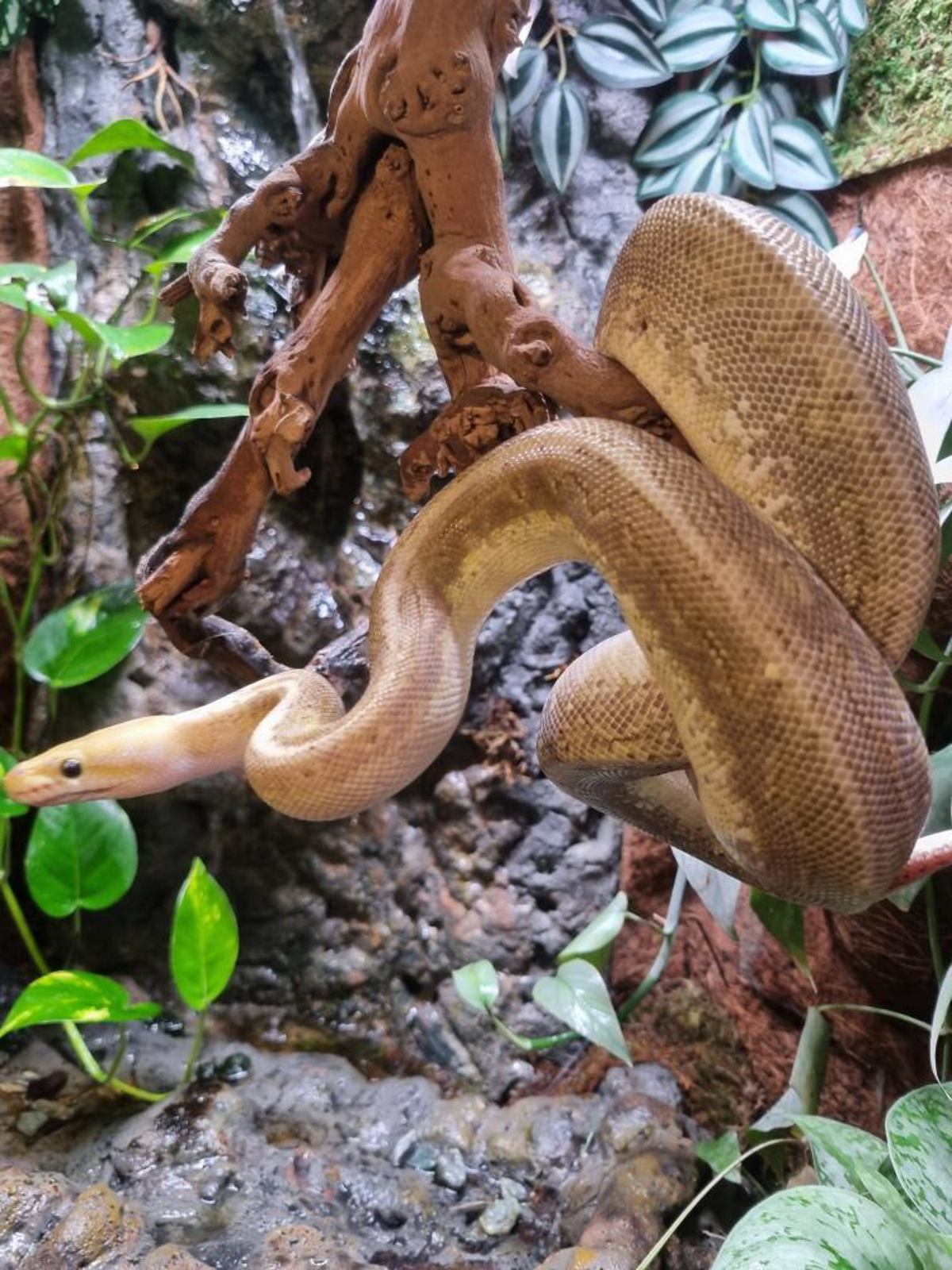Royal Python