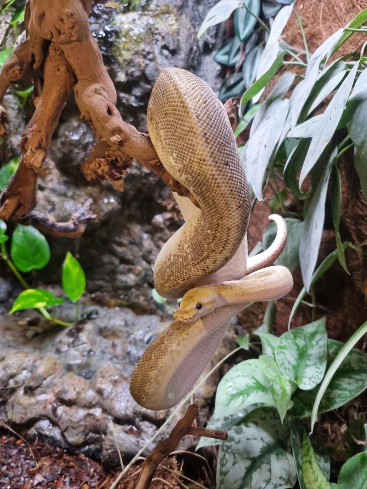 Royal Python