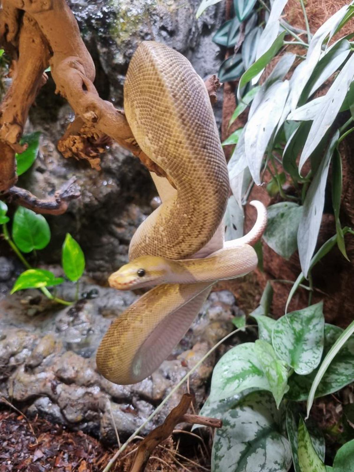 Royal Python