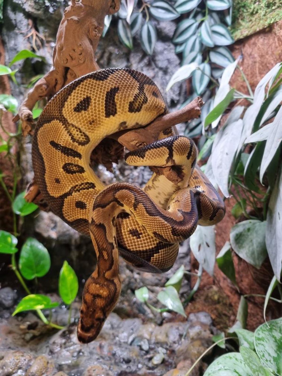Royal Python
