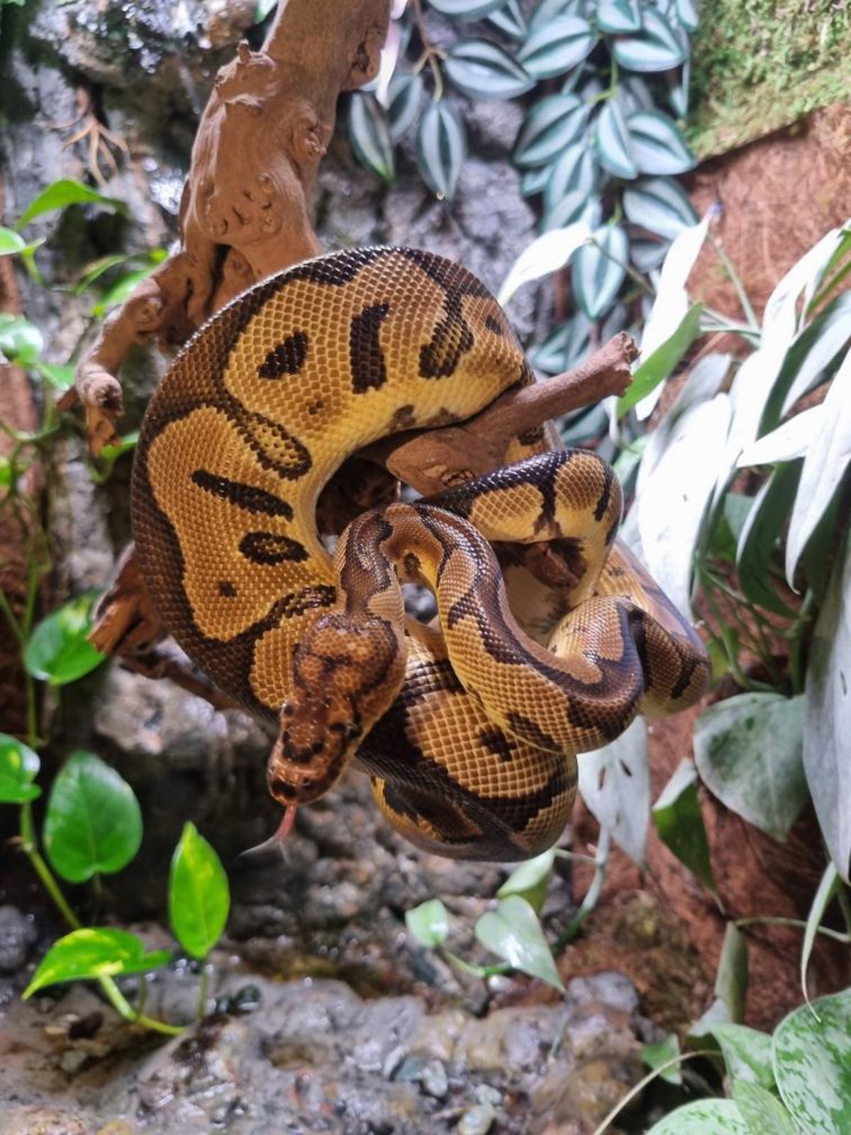 Royal Python