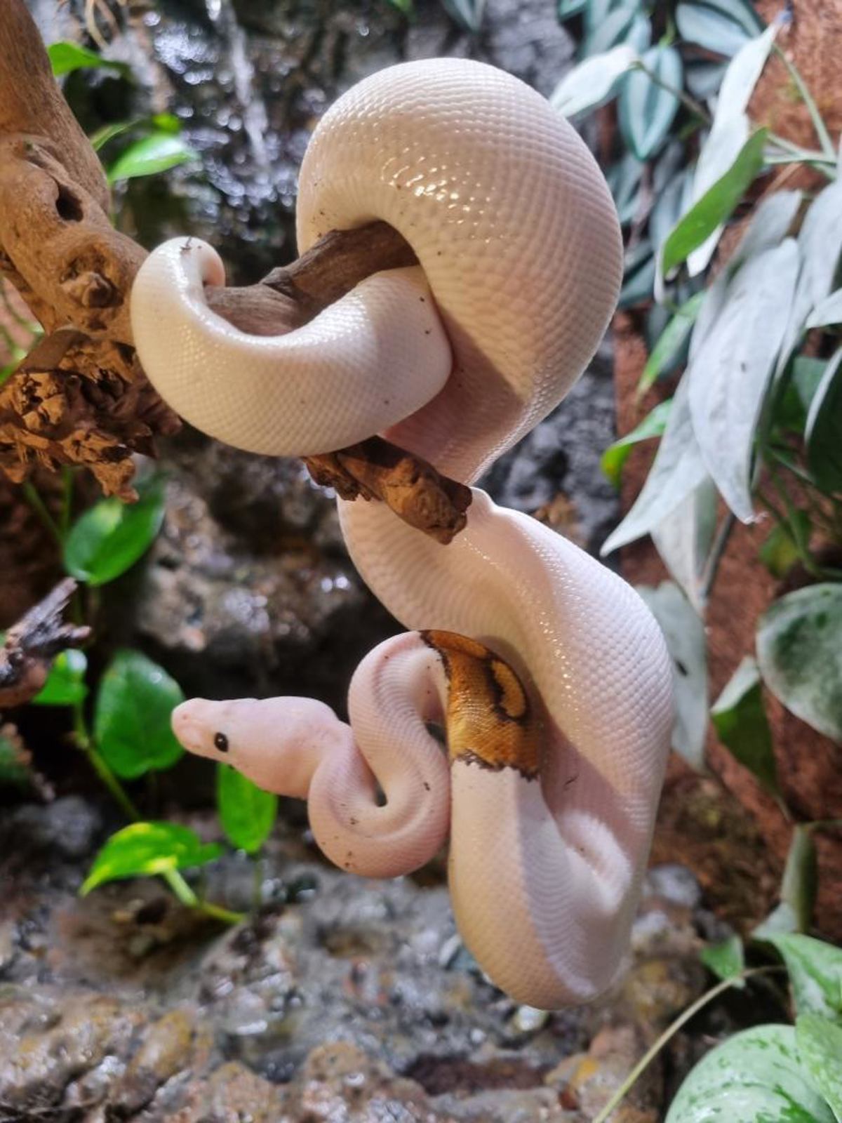Royal Python