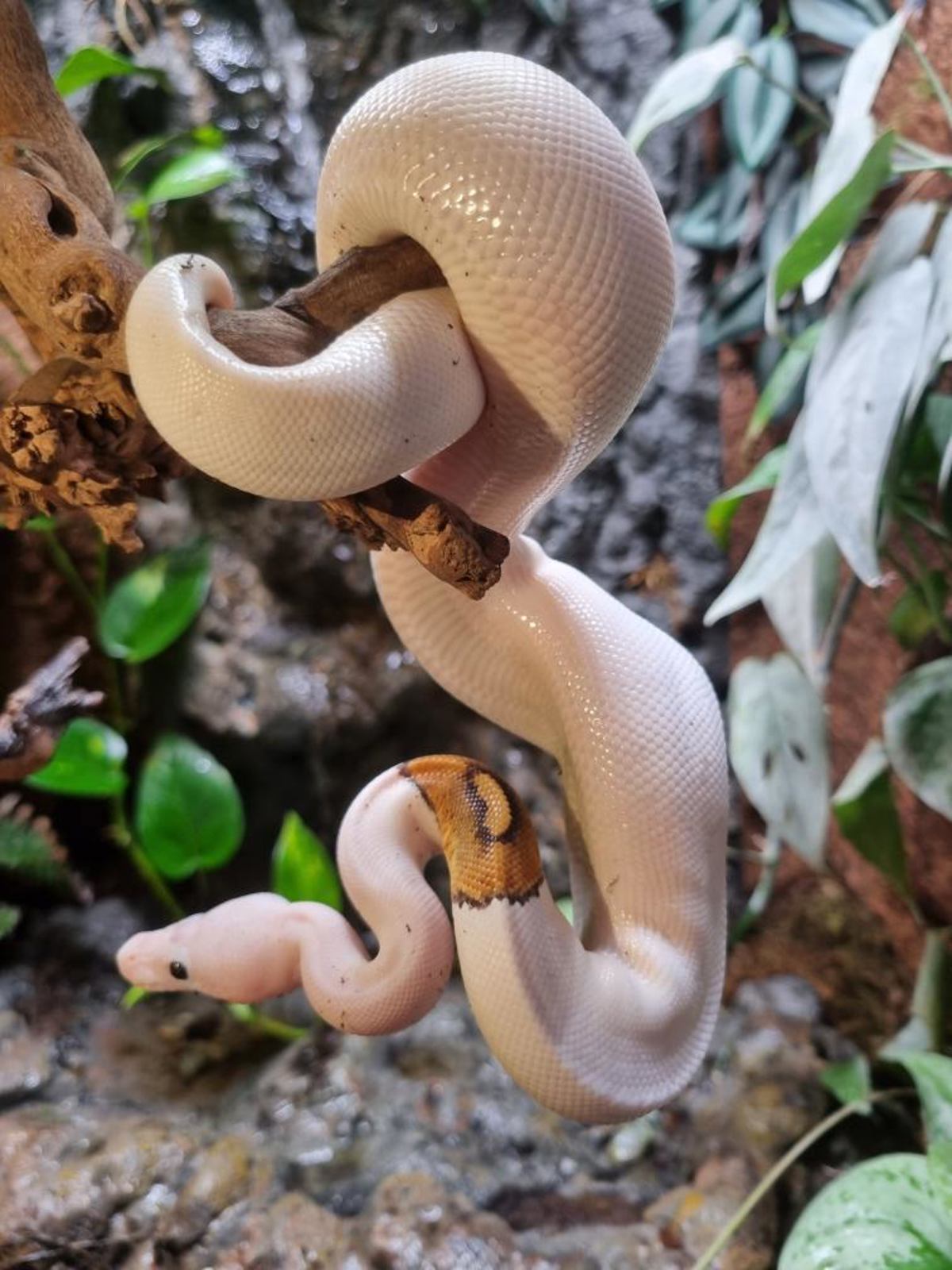Royal Python