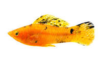 Sailfin Mollies