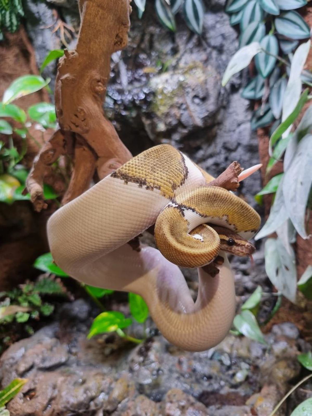 Royal Python