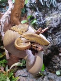Royal Python