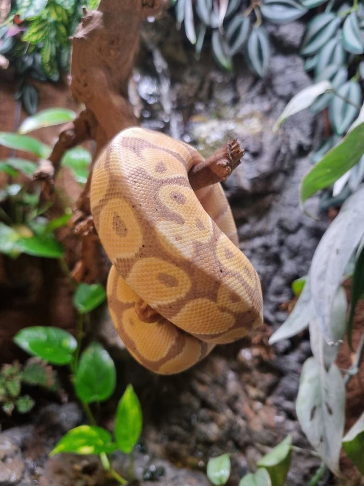 Royal Python