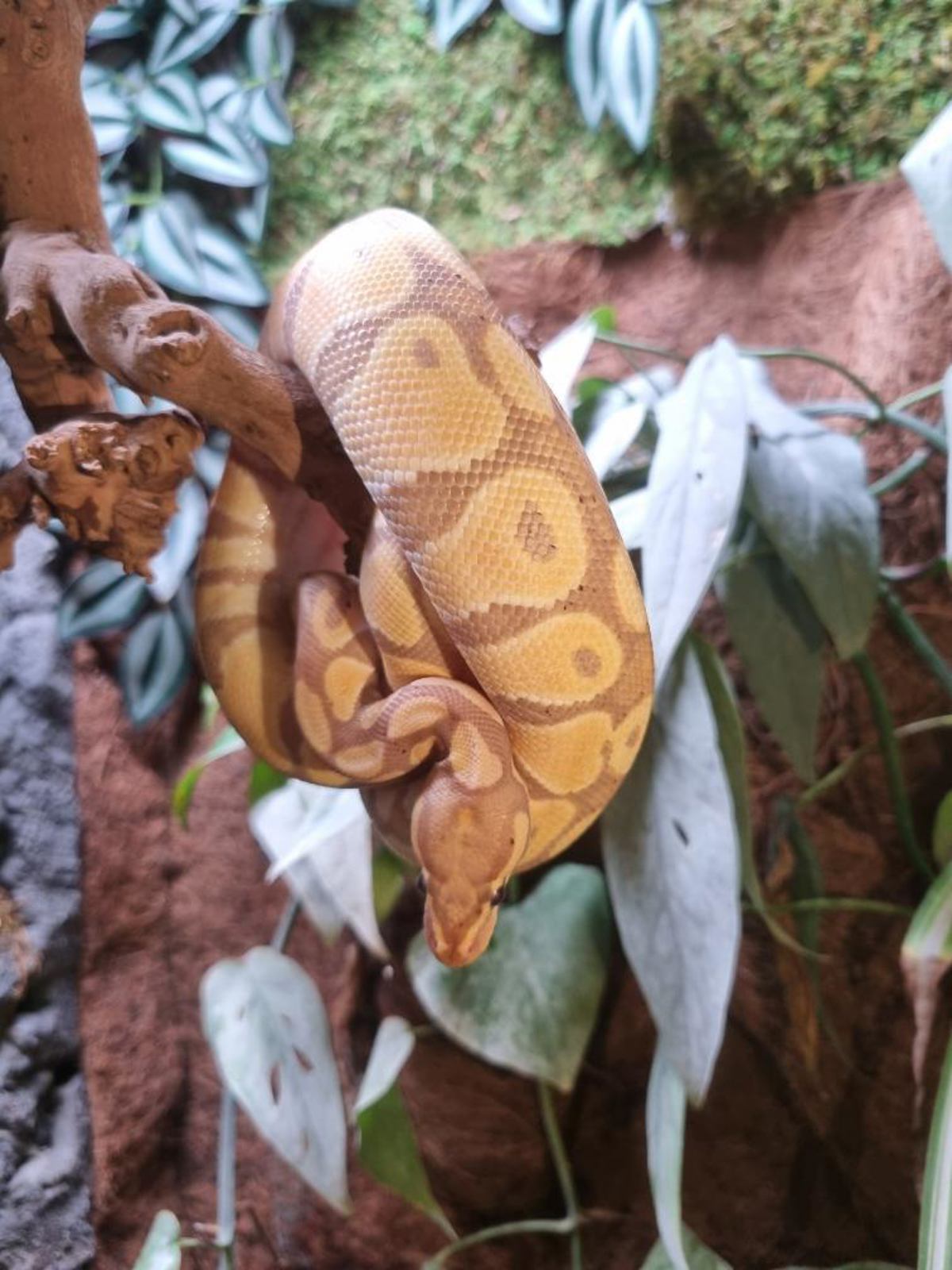 Royal Python