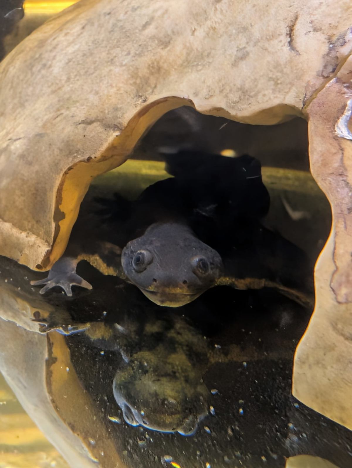 Spanish Ribbed Newt