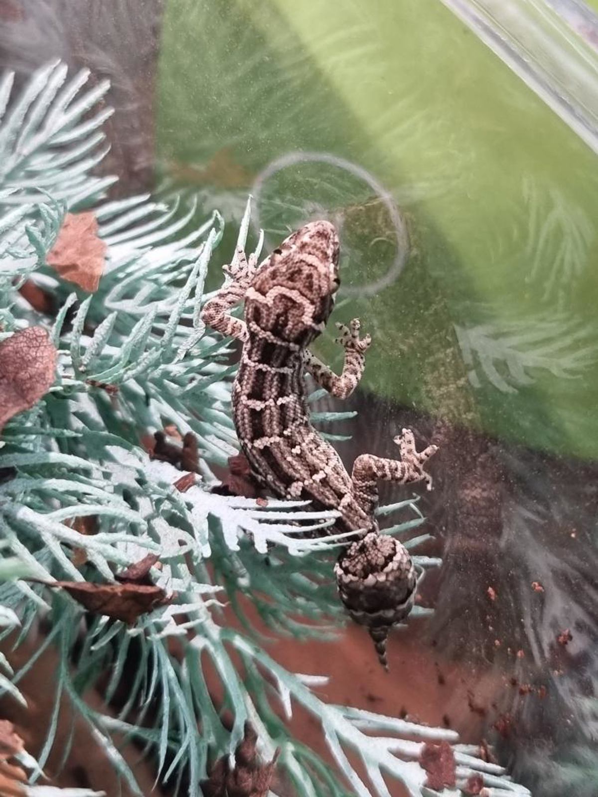 Viper Gecko