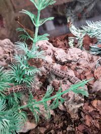 Viper Gecko