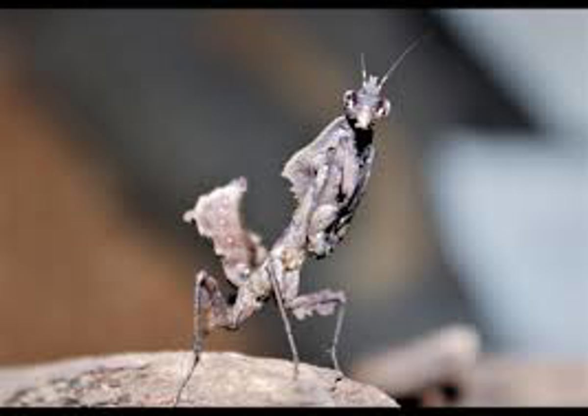 Giant Vietnamese Mantis
