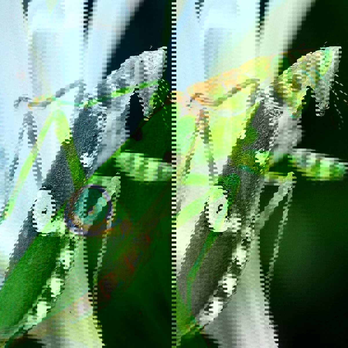 Yunnan Flower Mantis