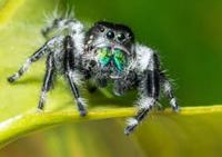 Regal Jumping Spider