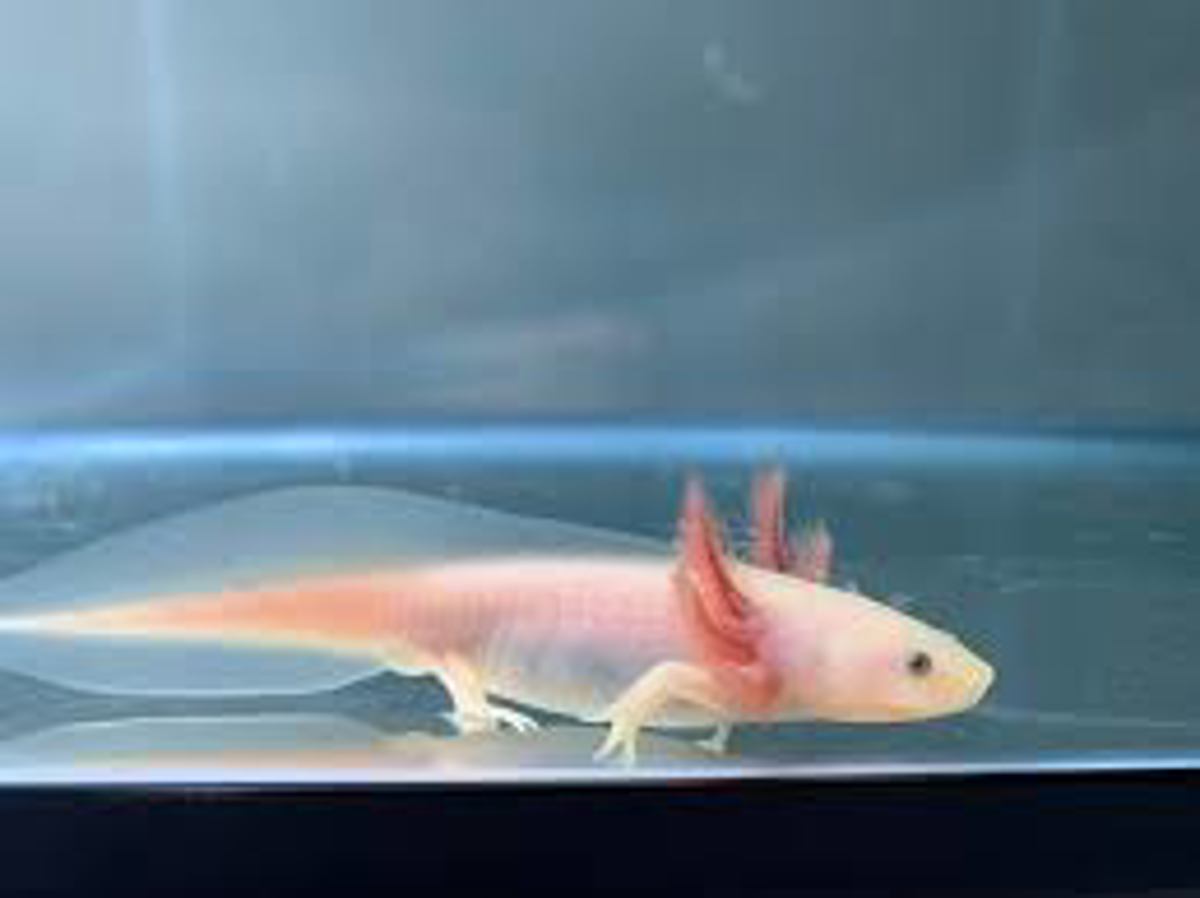 Axolotl