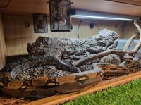 Boa Constrictor