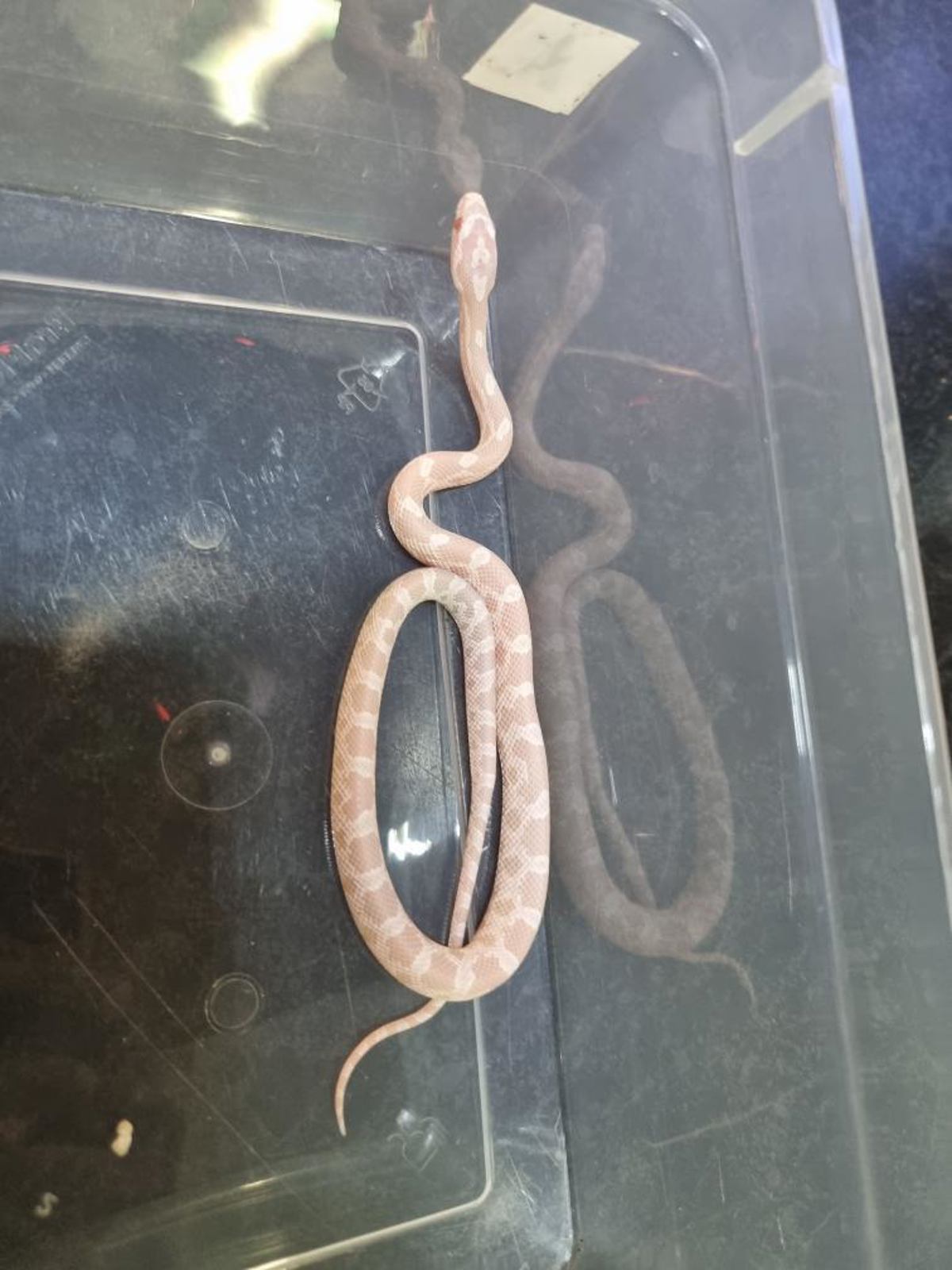 Corn Snake