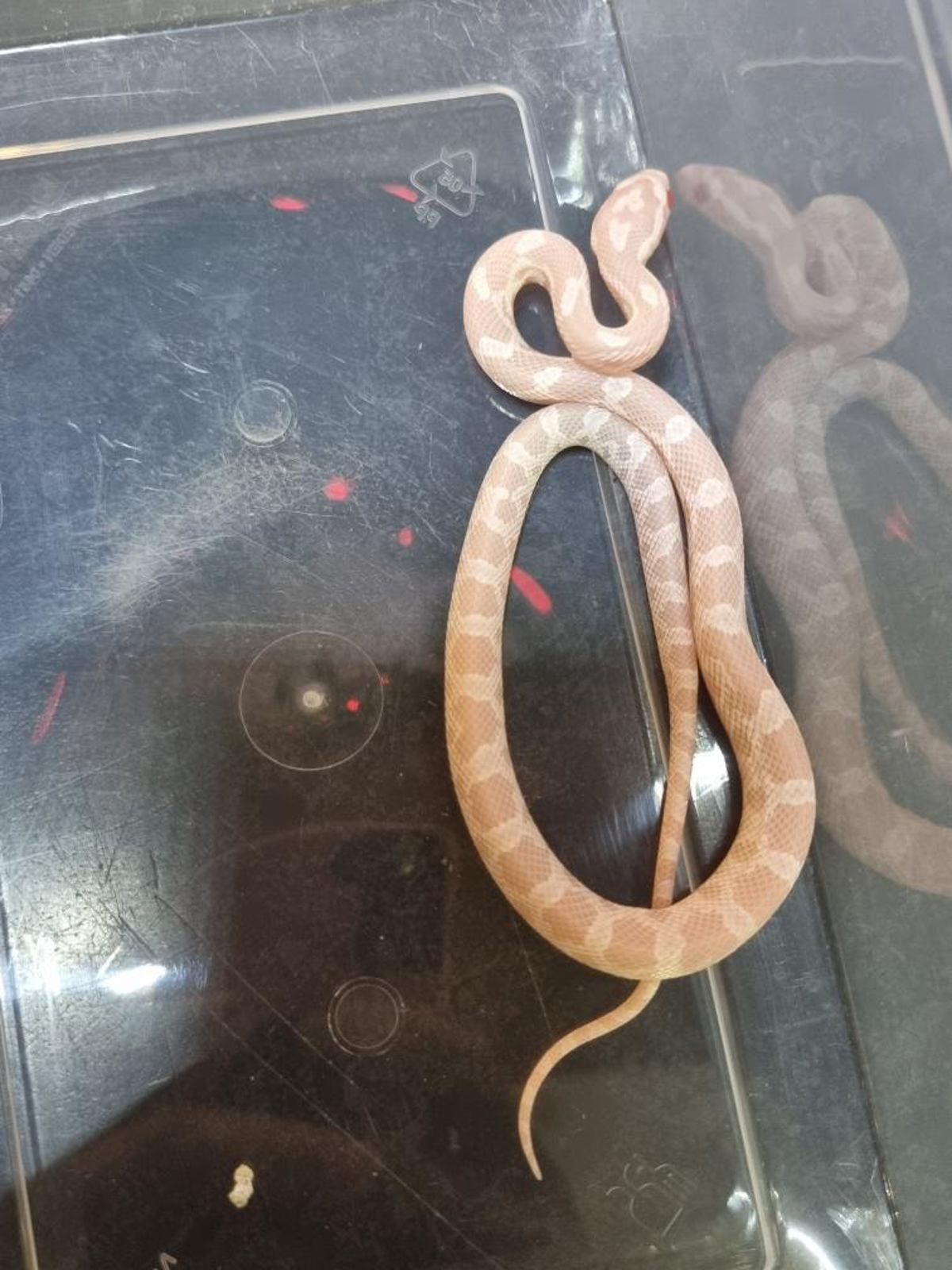 Corn Snake