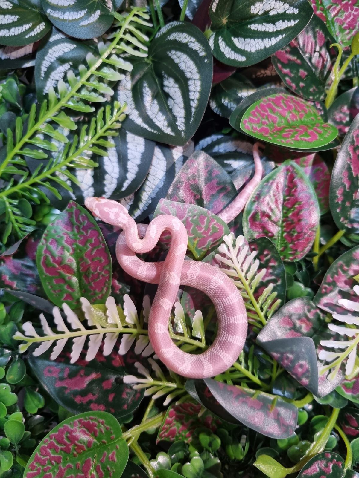 Corn Snake