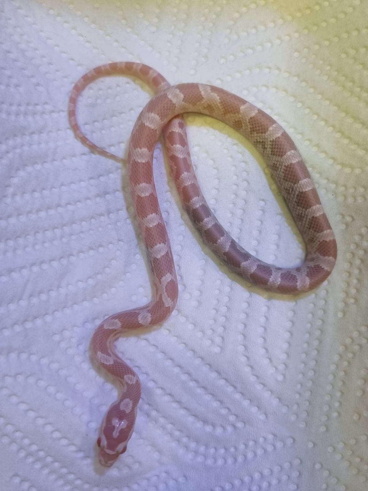 Corn Snake