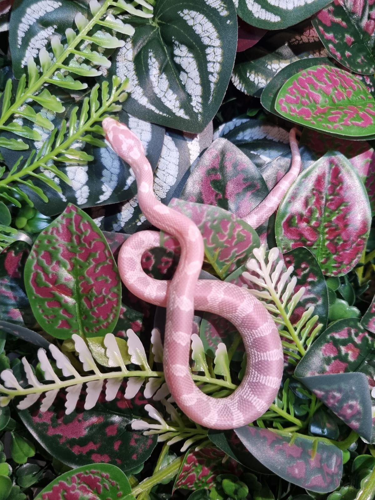 Corn Snake